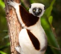 Indri Lemur